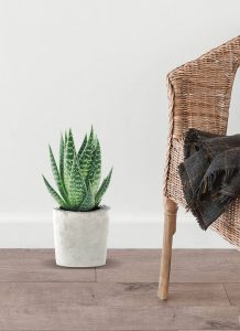 Planta de aloe juvenil - Imagen 2