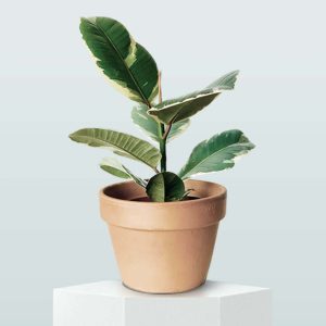 Planta de caucho Tineke