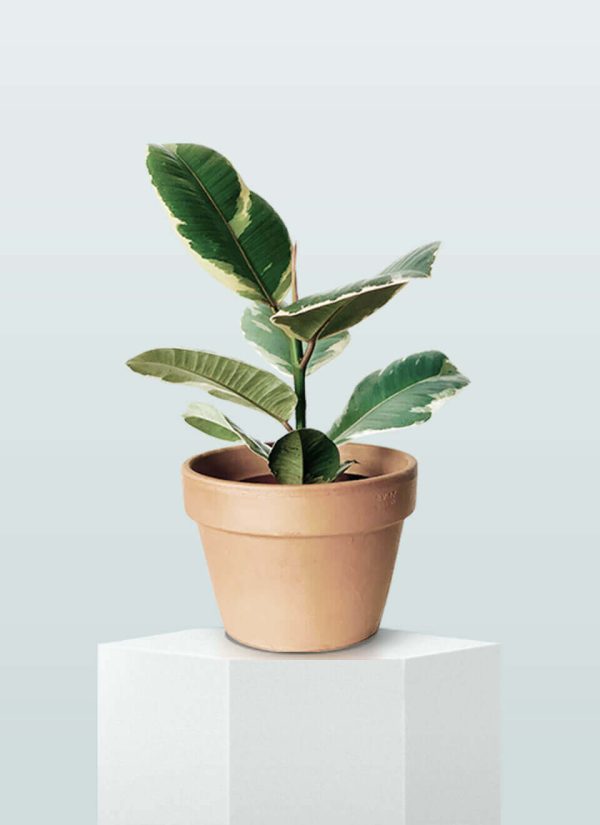 Planta de caucho Tineke