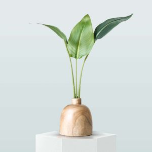 Planta Ave del Paraíso