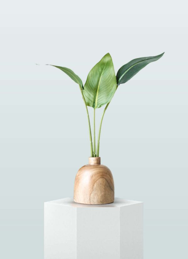 Planta Ave del Paraíso