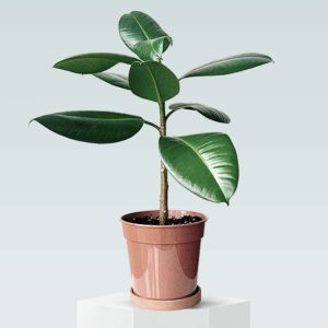 Planta de caucho