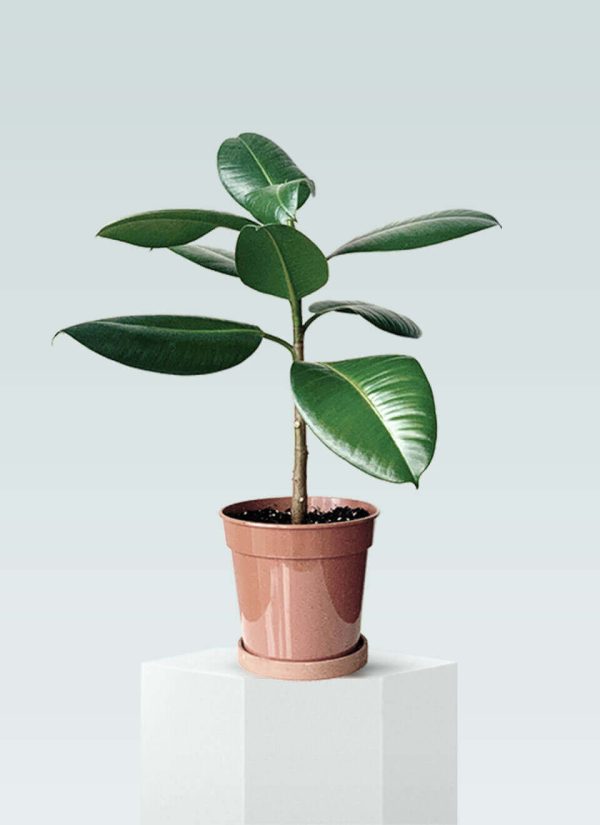 Planta de caucho
