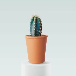 cactus estrella