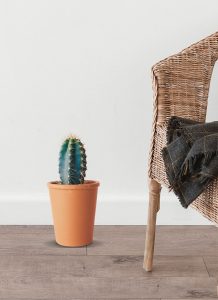cactus - Imagen 2