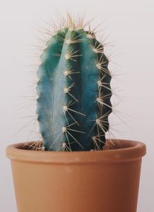 cactus - Imagen 3