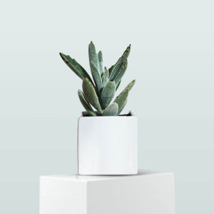 cactus de navidad