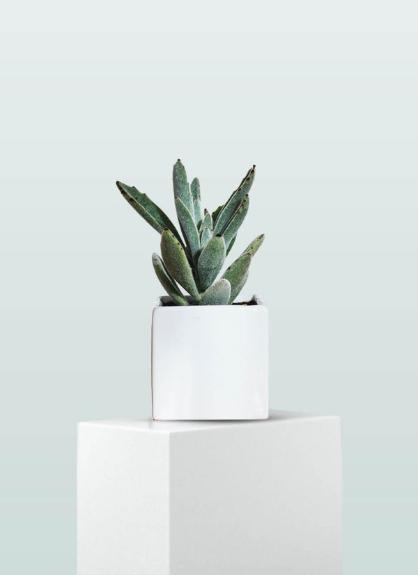 cactus de navidad