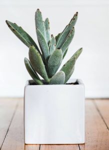cactus de navidad - Imagen 2