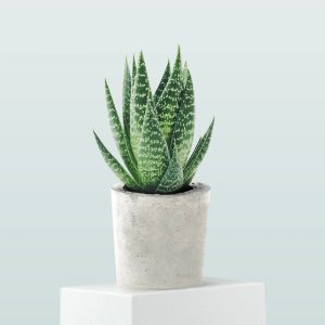 Planta de aloe juvenil