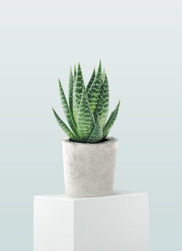 Planta de aloe juvenil