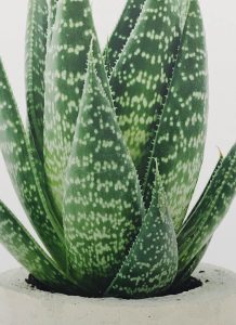 Planta de aloe juvenil - Imagen 3