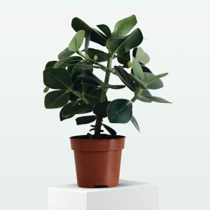 Planta ZZ