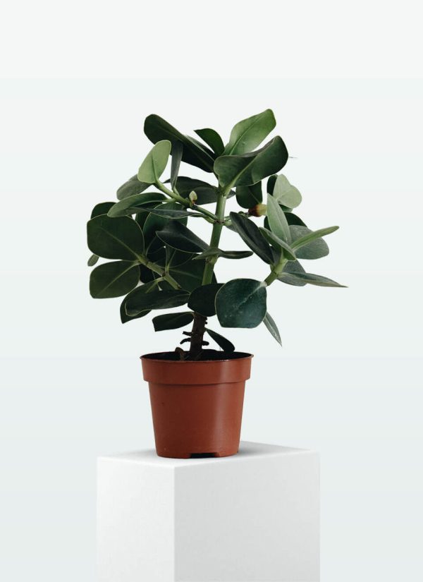 Planta ZZ