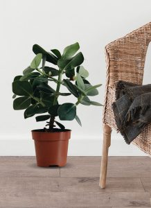 Planta ZZ - Imagen 2