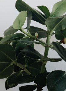 Planta ZZ - Imagen 3