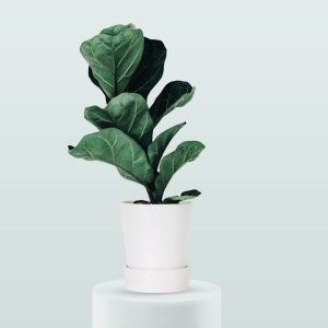 Planta de higuera de hoja de violín