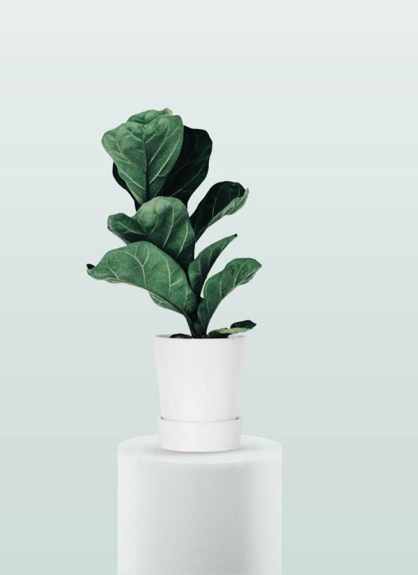 Planta de higuera de hoja de violín