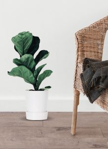 Planta de higuera de hoja de violín - Imagen 3