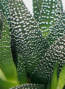 Haworthia Limifolia - Imagen 3