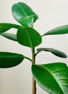 Planta de caucho - Imagen 2